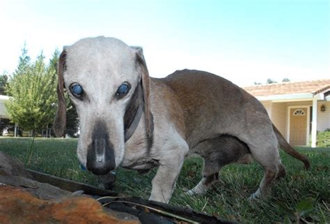 oldest weiner dog